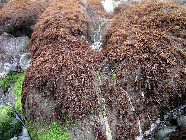 [生物の系統分類] 紅色植物門 写真・動画