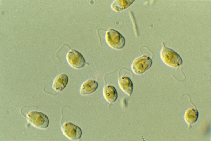 [生物の系統分類] 黄金色藻綱 写真・動画